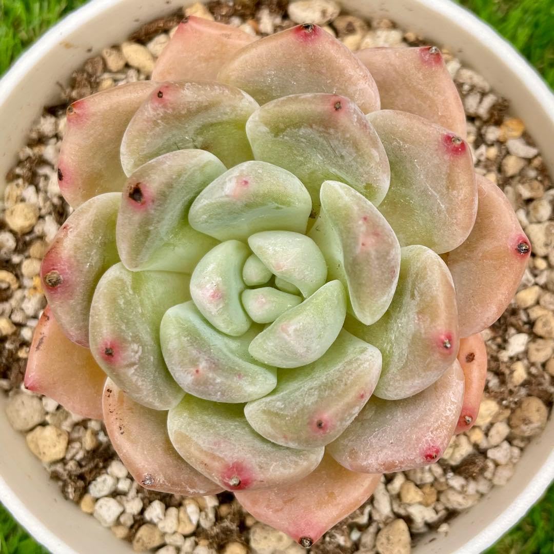 Amazon｜多肉植物 ミス スイートハート 優しい薄ピンク色のふっくら